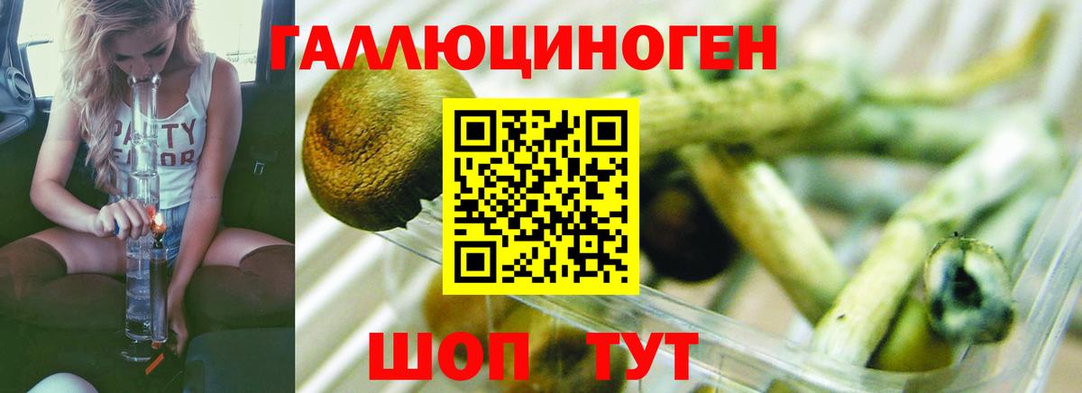 Галлюциногенные грибы Psilocybine cubensis Ачхой-Мартан
